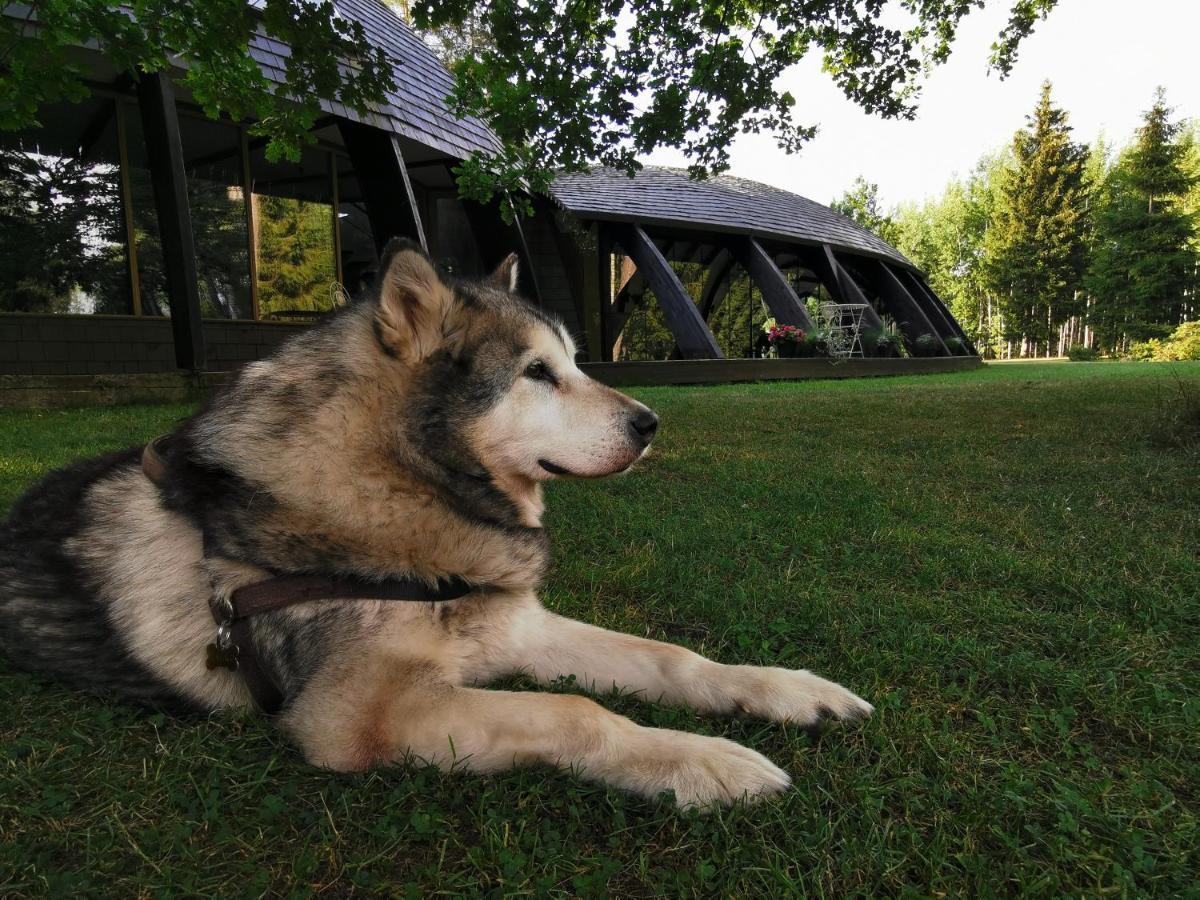 Kupolmaja Arpus Laika - Domehouse In The Forest Tinuzi Exterior photo